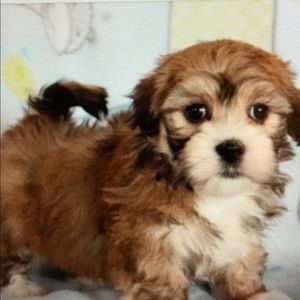 Meet your Posher, Tj